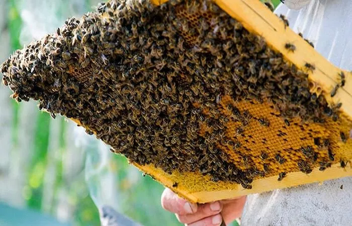 Wymiana Matek Pszczelich W Sierpniu Dlaczego Jest Konieczna I Metody