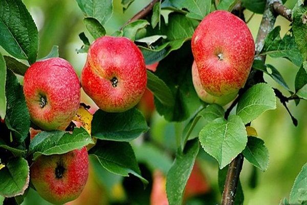 Mogu jesti puno jabuka za hipertenziju ,4. Liječenje hipertenzije tijekom trudnoće