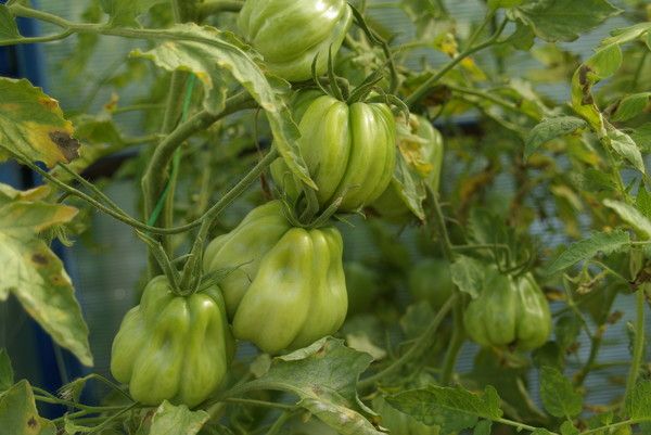 paradajz za tlak mokraćnog lijekovi za hipertenziju