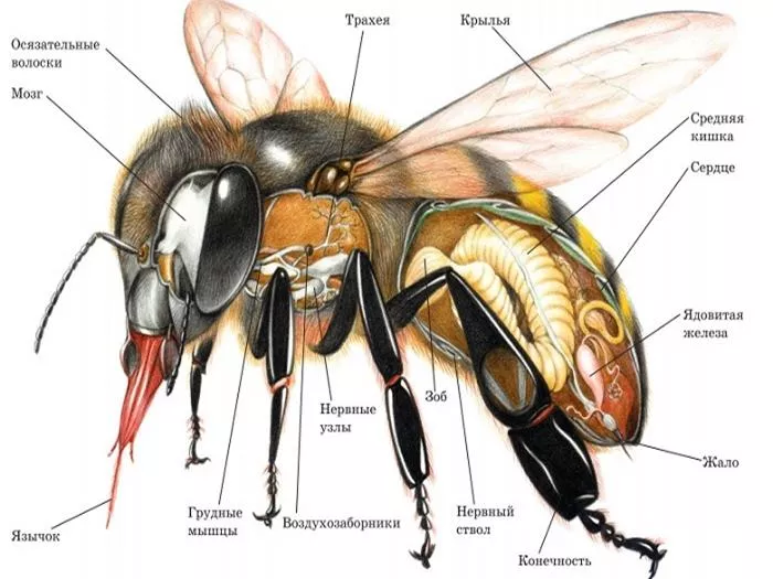 Отделы тела пчелы медоносной. Строение пчелы медоносной. Строение пчелы хитин. Пчела биология строение. Внешнее строение медоносной пчелы.