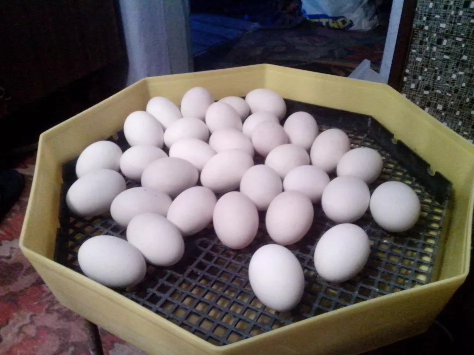 Купить яйцо мускусной. Инкубационное яйцо мускусной утки. Индоутка инкубационное яйцо. Яйца мускусных уток. Инкубационное яйцо индоуток.